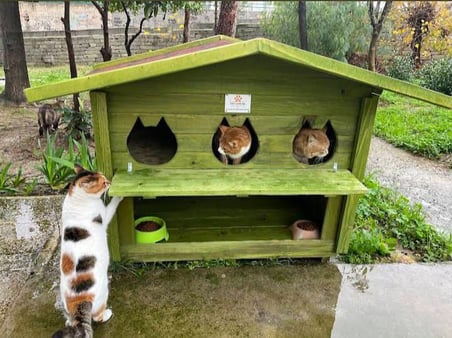 Pati Emlak Ahşap Mamalıklı Kedi Evi Pati Emlak Dış Mekan Kedi Kulübesi Ahşap