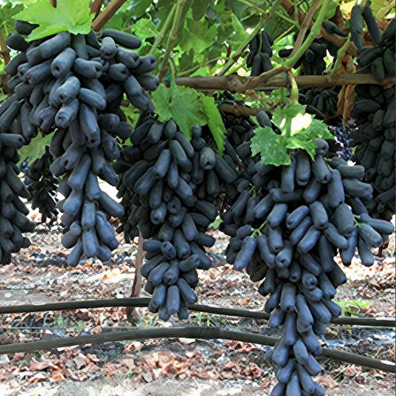 Tüplü Çekirdeksiz Kendine Verimli Finger Black Üzüm Fidanı