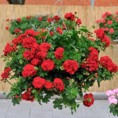 Nadir Bitki Katmerli Sarkan Grandeur İvy Arctic Burgundy Sakız Sardunya Fidesi (1 adet)(Kopya)