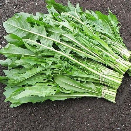 İtalyan Mutfağına Özgü Geleneksel Catalogna Emerald Endive Tohumu (50 tohum)