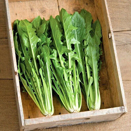 İtalyan Mutfağına Özgü Geleneksel Catalogna Emerald Endive Tohumu (50 tohum)