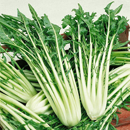 İtalyan Mutfağına Özgü Geleneksel Catalogna Emerald Endive Tohumu (50 tohum)