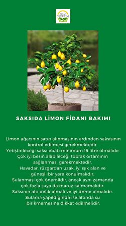 3 Yaş Mayer Yediveren Limon Fidanı *Saksılı*