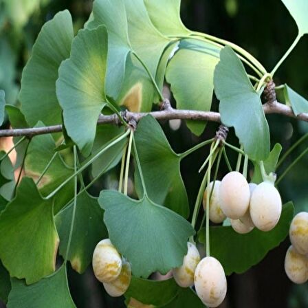 3 Yaş Ginkgo Biloba Mabet Ağacı Fidanı 100cm