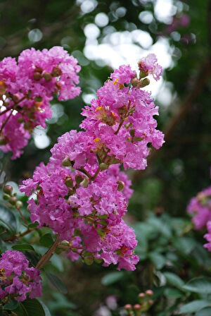 30-40 cm Tüplü Pembe Oya Ağacı (Lagerstroemia indica) Fidanı - İlkbaharda Açan Göz Alıcı Pembe Çiçeklerle Bahçenize Zarafet Katın