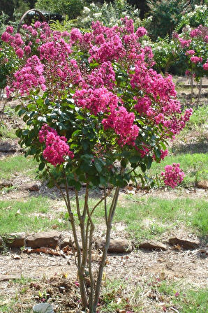 30-40 cm Tüplü Pembe Oya Ağacı (Lagerstroemia indica) Fidanı - İlkbaharda Açan Göz Alıcı Pembe Çiçeklerle Bahçenize Zarafet Katın