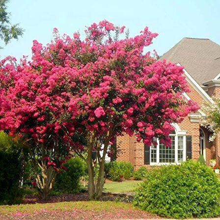 30-40 cm Tüplü Pembe Oya Ağacı (Lagerstroemia indica) Fidanı - İlkbaharda Açan Göz Alıcı Pembe Çiçeklerle Bahçenize Zarafet Katın