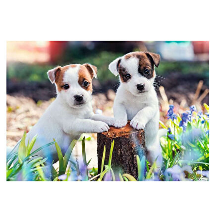 Ravensburger 2x12 Parça Puzzle Yavru Köpekler 56361