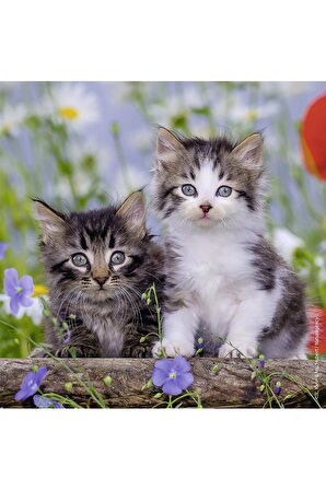 Ravensburger Hayvanlar 3x49 Parça Çocuk Puzzle