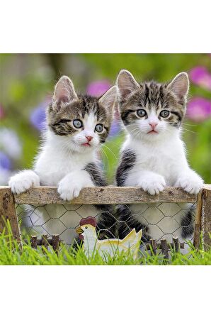 Ravensburger Hayvanlar 3x49 Parça Çocuk Puzzle