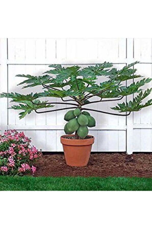 Ithal Tropikal Saksılık Papaya Tohumu Ekim Seti Bodur Papaya 3 Tohum Saksı Toprak Kombin