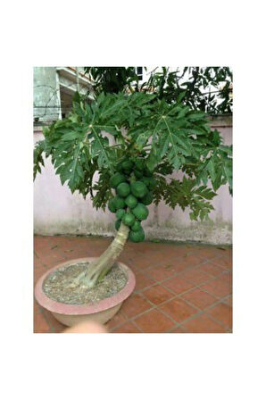 Ithal Tropikal Saksılık Papaya Tohumu Ekim Seti Bodur Papaya 3 Tohum Saksı Toprak Kombin