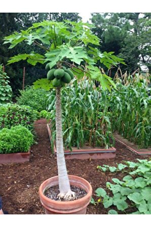 Ithal Tropikal Saksılık Papaya Tohumu Ekim Seti Bodur Papaya 3 Tohum Saksı Toprak Kombin