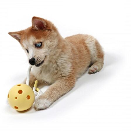 Duvo+Petit Chew Toy Milo  Köpek Oyuncağı Mavi