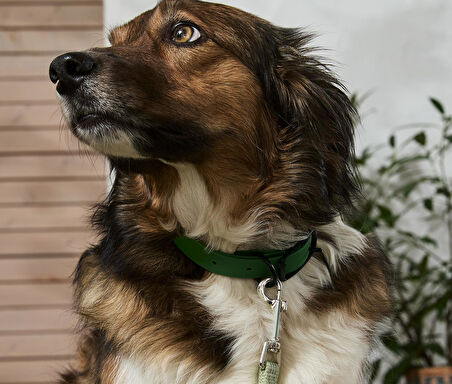 Köpek Tasması