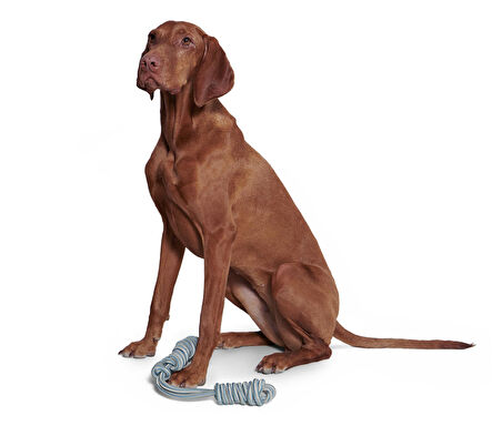 Köpek Oyuncağı