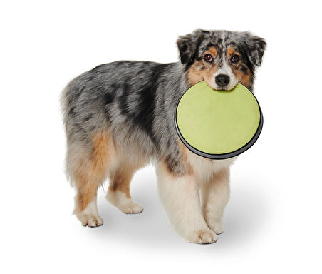 Köpekler İçin Frizbi