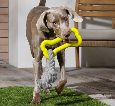 Köpek Oyuncağı, Sarı