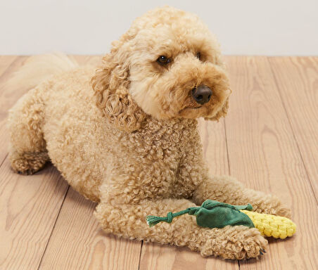 Köpek Oyuncağı, Mısır