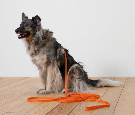Köpek Tasması