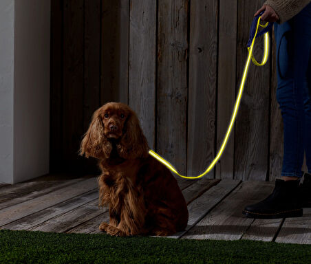 Köpek Tasması, Reflektörlü