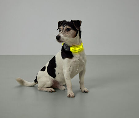 LED’li Köpek Tasması