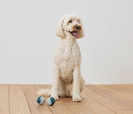 Köpekler İçin Işıklı Oyun Topu, 2 Adet