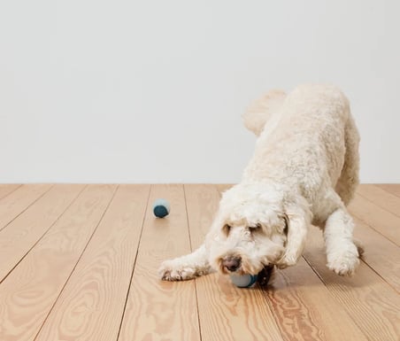 Köpekler İçin Işıklı Oyun Topu, 2 Adet