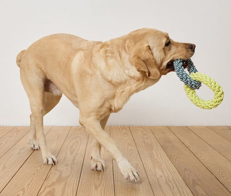 Köpek Oyuncağı, Halat