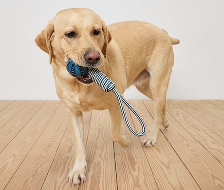 Köpek Diş Bakımı ve Aport Oyuncağı