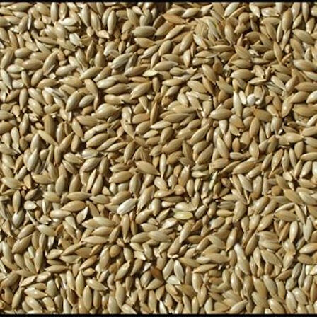 Kanarya Sade Yem 1 kg Aspur