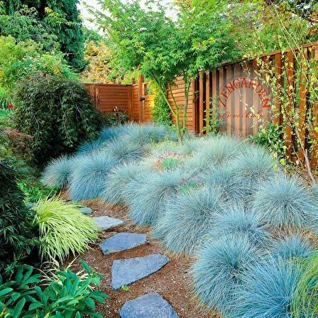 15 Adet Festuca Glauca (Mavi Çim) Yumak Otu, Mavi Koyun Yumağı Saksıda