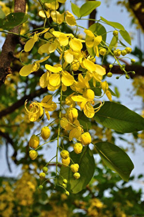 Sarı Salkım Fidanı Laburnum Anagyroides 1-2 Yaş