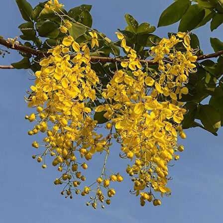 Sarı Salkım Fidanı Laburnum Anagyroides 1-2 Yaş