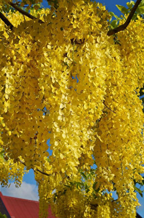 Sarı Salkım Fidanı Laburnum Anagyroides 1-2 Yaş