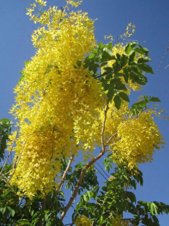 Sarı Salkım Fidanı Laburnum Anagyroides 1-2 Yaş