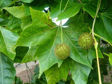 Londra Çınarı Ağacı Platanus x acerifolia Fidanı 2 Yaş