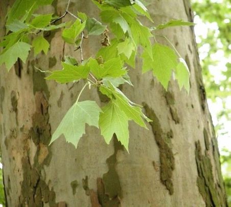 Londra Çınarı Ağacı Platanus x acerifolia Fidanı 2 Yaş