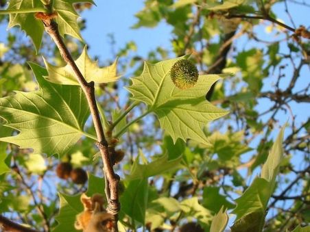 Londra Çınarı Ağacı Platanus x acerifolia Fidanı 2 Yaş