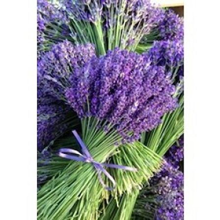 Lavanta (Lavandula Angustifolia)20 Adet Tohum