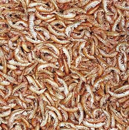 Tropıcal Gammarus 50gr (Tatlı Su Karidesi)