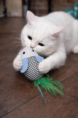 Matatabili Sıçra-Kavra Eğlence Serisi Kedi Oyuncağı