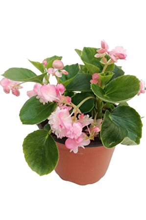 Pembe Renk Begonya Çiçeği 10-20 Cm