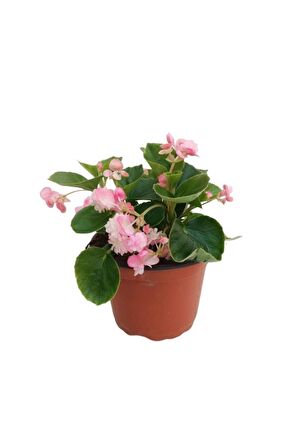 Pembe Renk Begonya Çiçeği 10-20 Cm