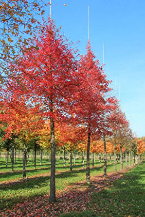 Amerikan Sığla Fidanı (Liquidambar styraciflua) - 1-2 Yaşında, Zarif ve Renkli