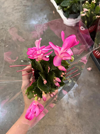 Yılbaşı Çiçeği (Schlumbergera) 