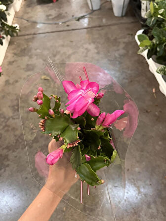 Yılbaşı Çiçeği (Schlumbergera) 