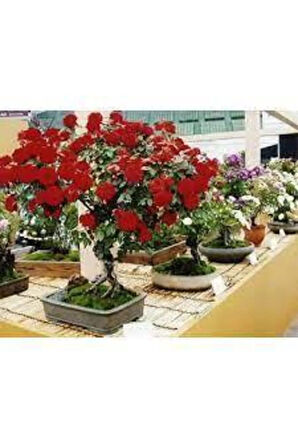 5 Adet Tohum Bonsai Kırmızı Gül Ağacı Bonzai Tohumu Süpriz Hediye Bonsai Ağacı Tohumu