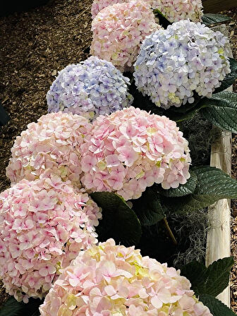 1-2 Yaş Arası Tüplü Ortanca (Hydrangea) Fidanı - Gösterişli ve Renkli Çiçekler
