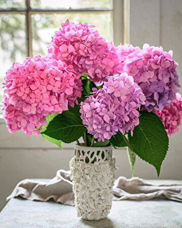 1-2 Yaş Arası Tüplü Ortanca (Hydrangea) Fidanı - Gösterişli ve Renkli Çiçekler